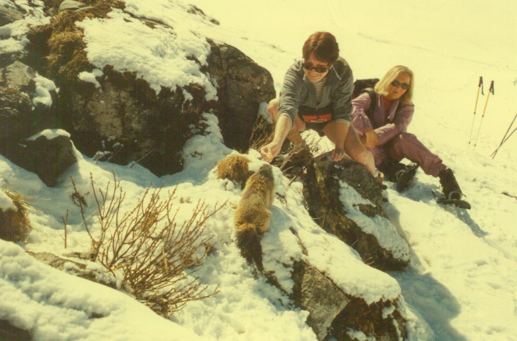 MARMOTTE1.JPG (95504 octets)